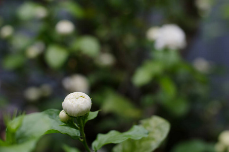 季节 春天 蔬菜 开花 植物 真菌 食物 特写镜头 美丽的