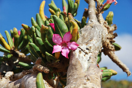 也门,印度洋索科特拉岛,霍姆希尔高原上的瓶子树照片