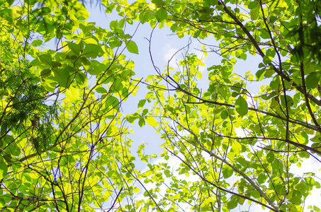 阳光 树叶 天空 生长 夏天 能量 森林 植物 美丽的 分支