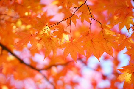 分支 森林 自然 风景 形象 旅行 美丽的 季节 秋天 落下