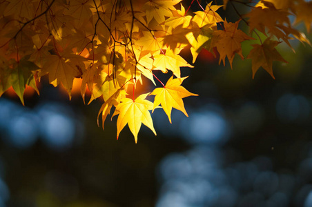 北海道 风景 秋天 分支 自然 日本 季节 形象 落下 旅行