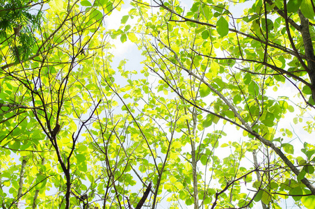 森林 能量 自然 分支 太阳 风景 树干 阳光 夏天 春天