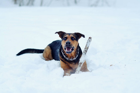 狗在雪地里玩