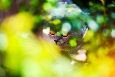 树叶间的可爱的猫