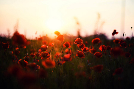 红花草地天空夕阳下美丽的红花照片
