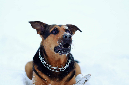 狗在雪地里玩