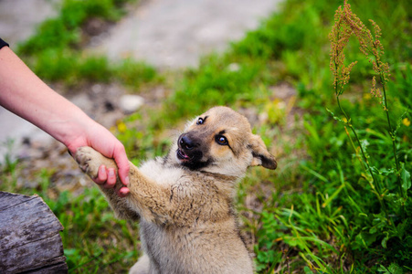 犬科动物 甜的 小狗 宠物 哺乳动物 有趣的 可爱极了 夏天