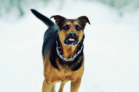 犬科动物 小狗 毛皮 自然 跑步 外部 繁殖 朋友 可爱的