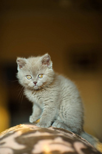 甜的 繁殖 头发 猫科动物 美丽的 基蒂 宝贝 可爱极了