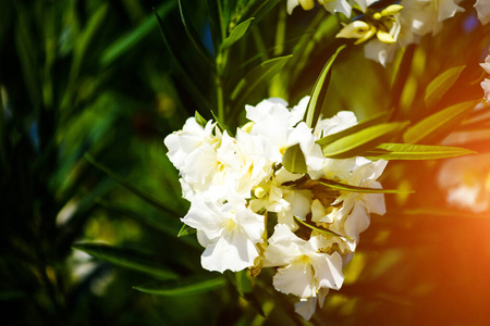 开花 花园 自然 草地 园艺 复活节 美女 植物 领域 花瓣