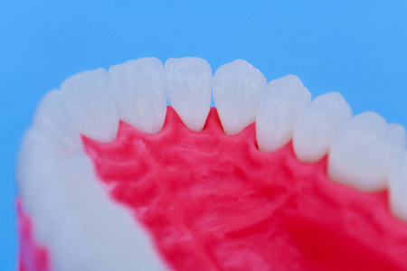 人上颌含牙牙龈的解剖学模型
