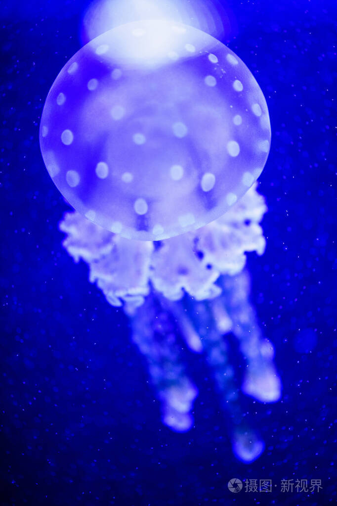 美丽的水母水母在霓虹灯下与鱼在一起美国