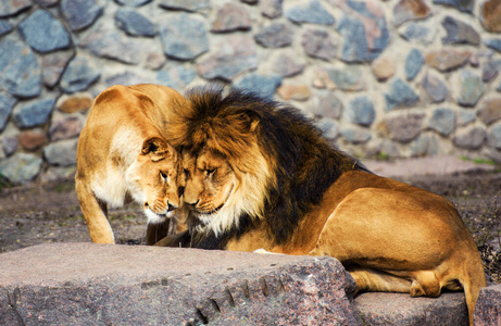 夫妇 国王 母狮 动物园 公园 休息 狮子座 动物 非洲