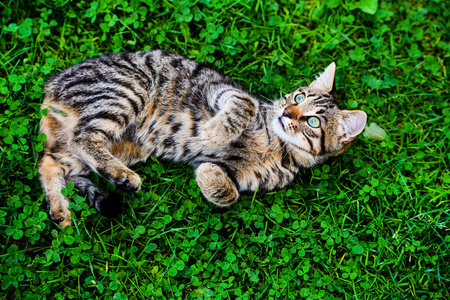 绿草上的甜猫