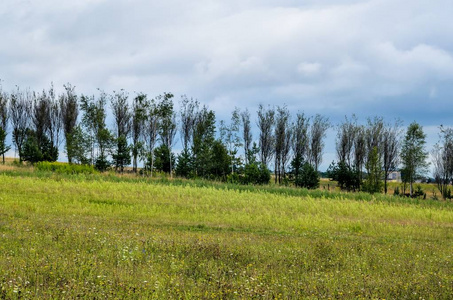 波兰 自然 小山 夏天 植物区系 天空 风景 植物 草地