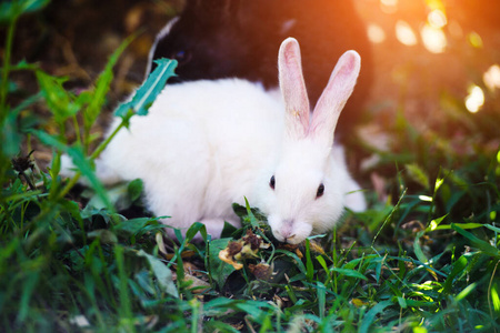 White rabbit in the garden. Fluffy Bunny on green grass, spring 