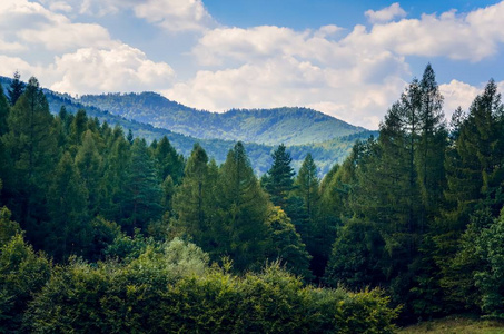 小山 夏天 森林 首脑会议 分支 喀尔巴阡山 场景 贝斯基德