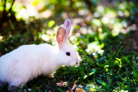 White rabbit in the garden. Fluffy Bunny on green grass, spring 