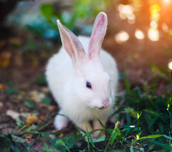 White rabbit in the garden. Fluffy Bunny on green grass, spring 