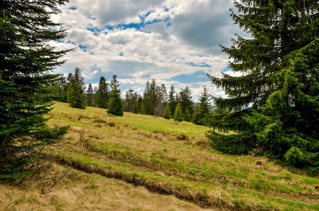 欧洲 松木 季节 徒步旅行 草地 森林 旅行 清理 风景