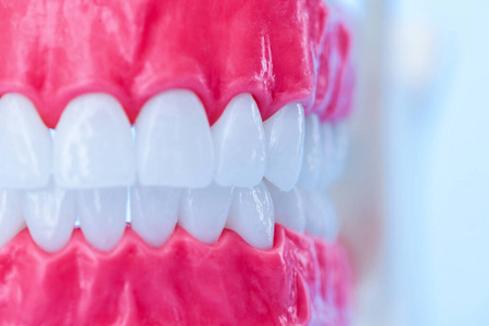 人牙牙龈颌骨的解剖学模型