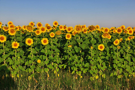 对阳光的向日葵花海图片