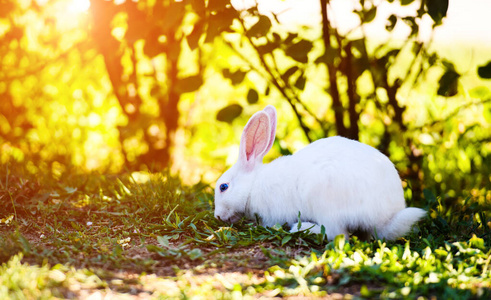 White rabbit in the garden. Fluffy Bunny on green grass, spring 