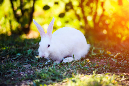 White rabbit in the garden. Fluffy Bunny on green grass, summer 