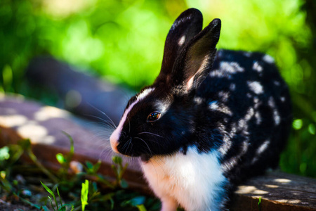 花园里的兔子。春天，绿草丛中的毛茸茸的兔子。