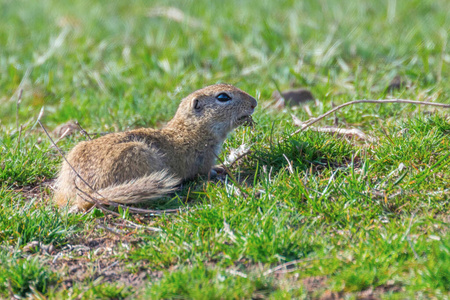 Souslik Spermophilus citellus European ground squirrel in the 