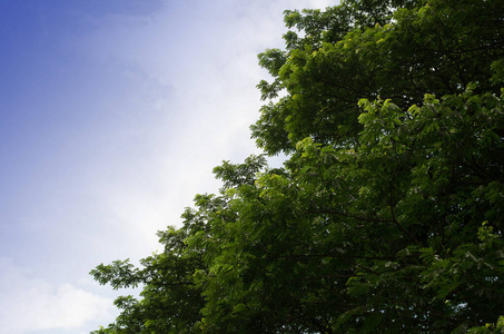 太阳 树叶 植物 风景 夏天 阳光 森林 灌木 环境 公园