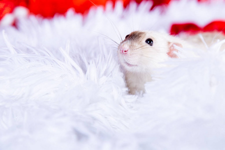祝贺 美丽的 特写镜头 宠物 啮齿动物 鼠标 可爱的 老鼠