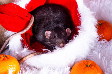 cute black pet rat in a Christmas wreath. 