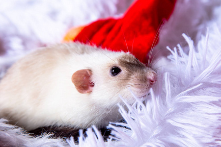 可爱的 日历 有趣的 圣诞节 占星术 祝贺 啮齿动物 毛皮