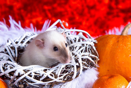 cute white pet rat in a Christmas wreath. 