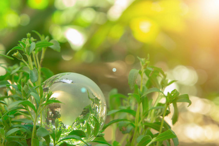 绿叶丛中的世界水晶玻璃。绿色生态环境。环境保护。世界环境日。全球企业促进可持续发展。自然与生态概念。