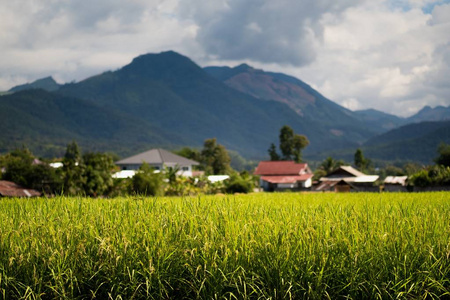 Organic Rice filled and blue sky background in Thailand 