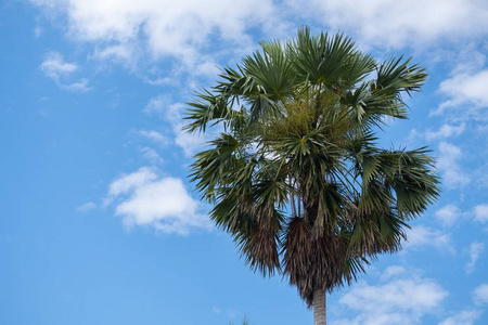 Palm trees and blue sky background 