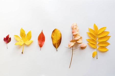 白底黄红叶。季节构成，秋季，感恩节，植物标本室概念。模型模板开销