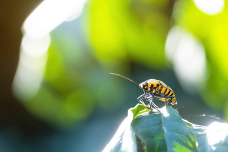 Yellow and black bug on green leaf 