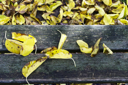 长凳 阳光 十一月 颜色 植物 树叶 花园 风景 落下 秋天