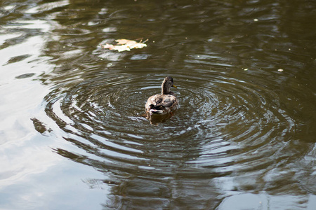 水上鸭子的雌性肖像