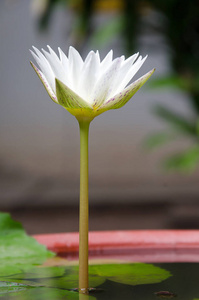 盛开 植物 特写镜头 百合花 公园 季节 春天 夏天 花园