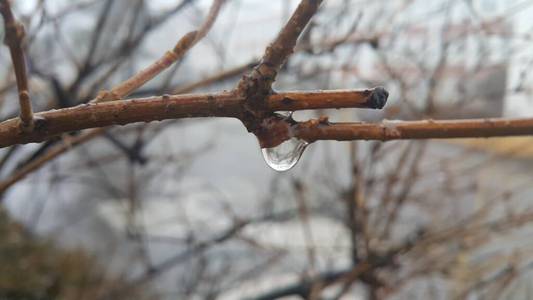 秋季树枝滴水的特写宏观视图