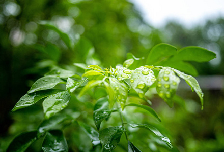 花园里自然背景上有水滴的绿叶枝。