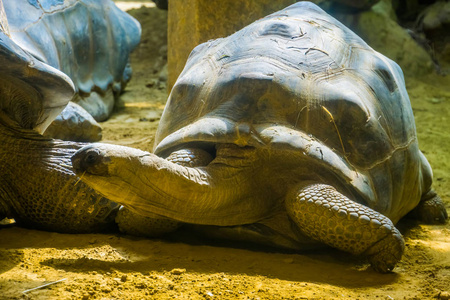 阿尔达布拉巨龟特写肖像，世界上最大的陆地龟物种，马达加斯加的脆弱动物物种