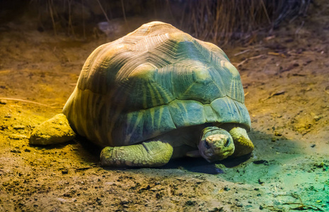 特写中的辐射乌龟，来自马达加斯加的热带海龟物种，极度濒危动物物种