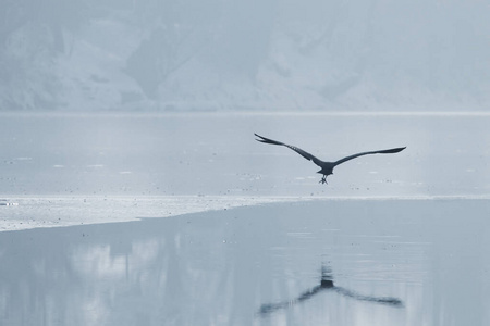 灰鹭飞过一个冰冻的湖，冬天的冰湖。