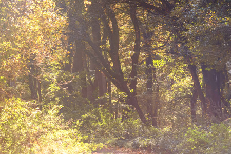 Autumn Forest Nature. Colorful Forest Sun Rays Through Branches 