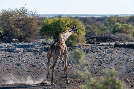 伊托沙国家公园的长颈鹿